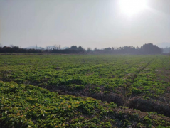 青阳县庙前镇：农业冬管合理时田间地头