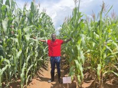 <b>致芳华 向将来︱“玉米有了好收获” 科</b>