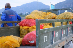 亩产超3700公斤!土豆丰收季田间好“钱”