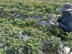高纤维、低热量!惠阳平潭这种蔬菜都是